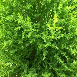 Close-up of dense, feathery leaves in a 6" pot from the Cupressus 'Wilma' Lemon Scented Conifer, showcasing lush, green foliage.