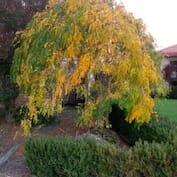 IMG_20150430_173439-600x600