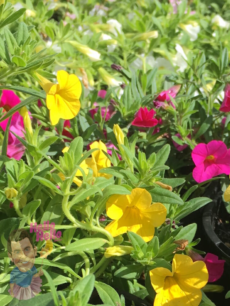 Calibrachoa Million Bells