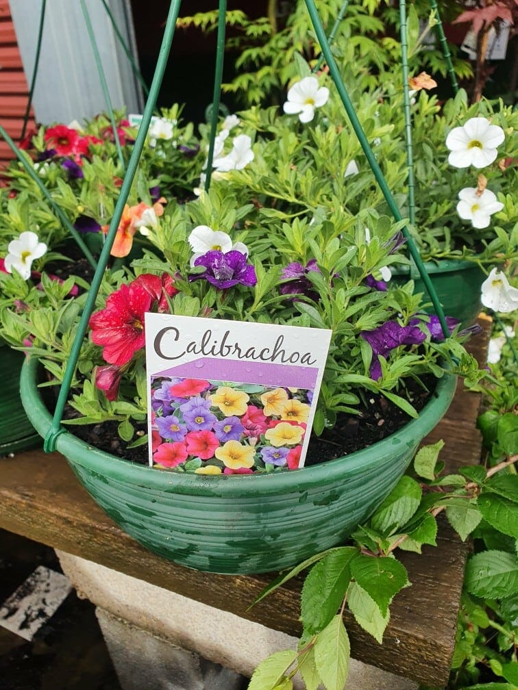 A vibrant Calibrachoa 'Million Bells' 10'' Hanging Basket overflows with a stunning array of shades in red, purple, and white. A label nestled in the pot completes this colorful display.