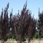 upright flowering plum
