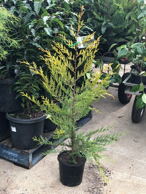 Young Cupressus 'Castlewellan Gold' Conifer 8" Pot tree for sale at a nursery.