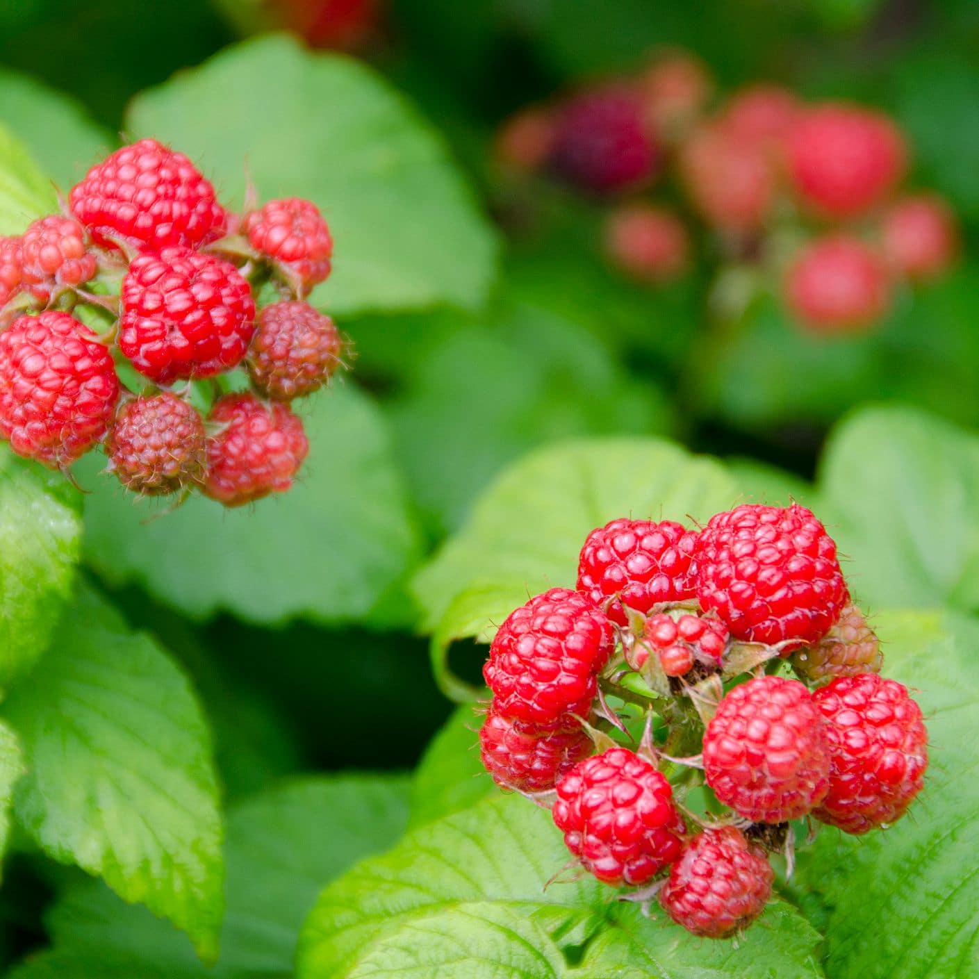 Close-up of bright red raspberries growing on green leafy branches. The Rubus 'Coho' Raspberry 6" Pot is clustered together, in various stages of ripeness. The background features blurred leaves.
