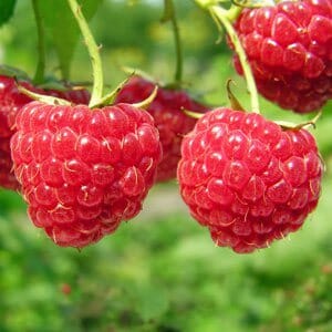 Rubus 'Sandford' Raspberry