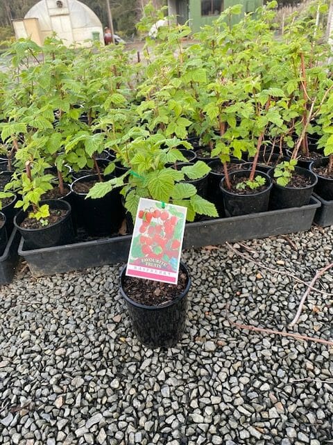 A small **Rubus 'Sandford' Raspberry 6" Pot**, with a label showcasing its fruit, is placed on gravel, surrounded by other similar plants in 6" pots. A greenhouse is visible in the background.