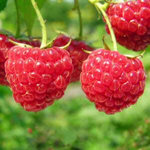 Close-up of ripe, red Rubus 'Sandford' Raspberry 6" Pot hanging on a vine with a blurred green background.