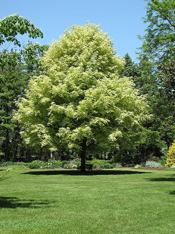 Acer 'Norway Maple' Variegated Maple 13" Pot