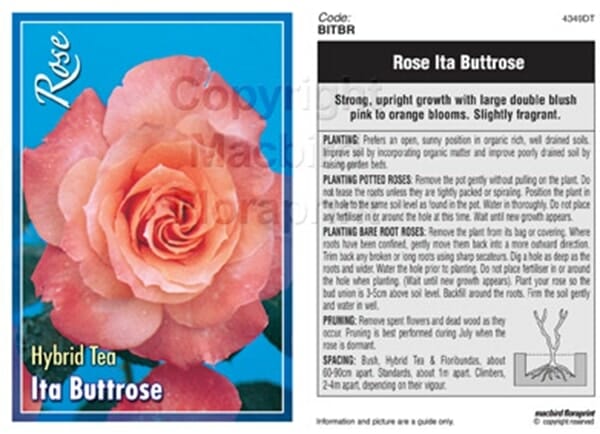 Packet of Rose 'Ita Buttrose' 2ft Standard seeds, showcasing a large pink bloom. Comes with detailed planting, pruning, and care instructions to help you cultivate your rose into a beautiful standard variety.