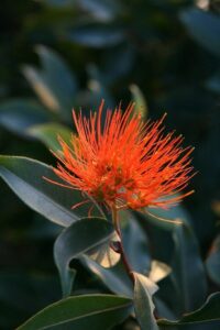 A close-up of a bright orange Metrosideros 'Fiji Fire™' flower, its feathery petals contrasting against lush green leaves in the background, softly illuminated by sunlight.