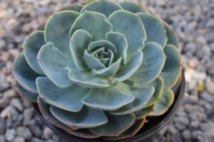 Echeveria 'Blue Echeveria/Mexican Rose' Succulent