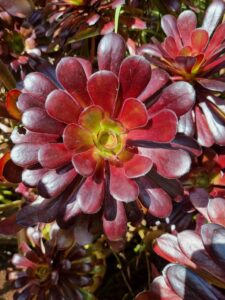 Close-up of an Aeonium 'Purple Rose' succulent, its glossy dark red leaves with a hint of purple radiate from a green center, catching the bright sunlight.