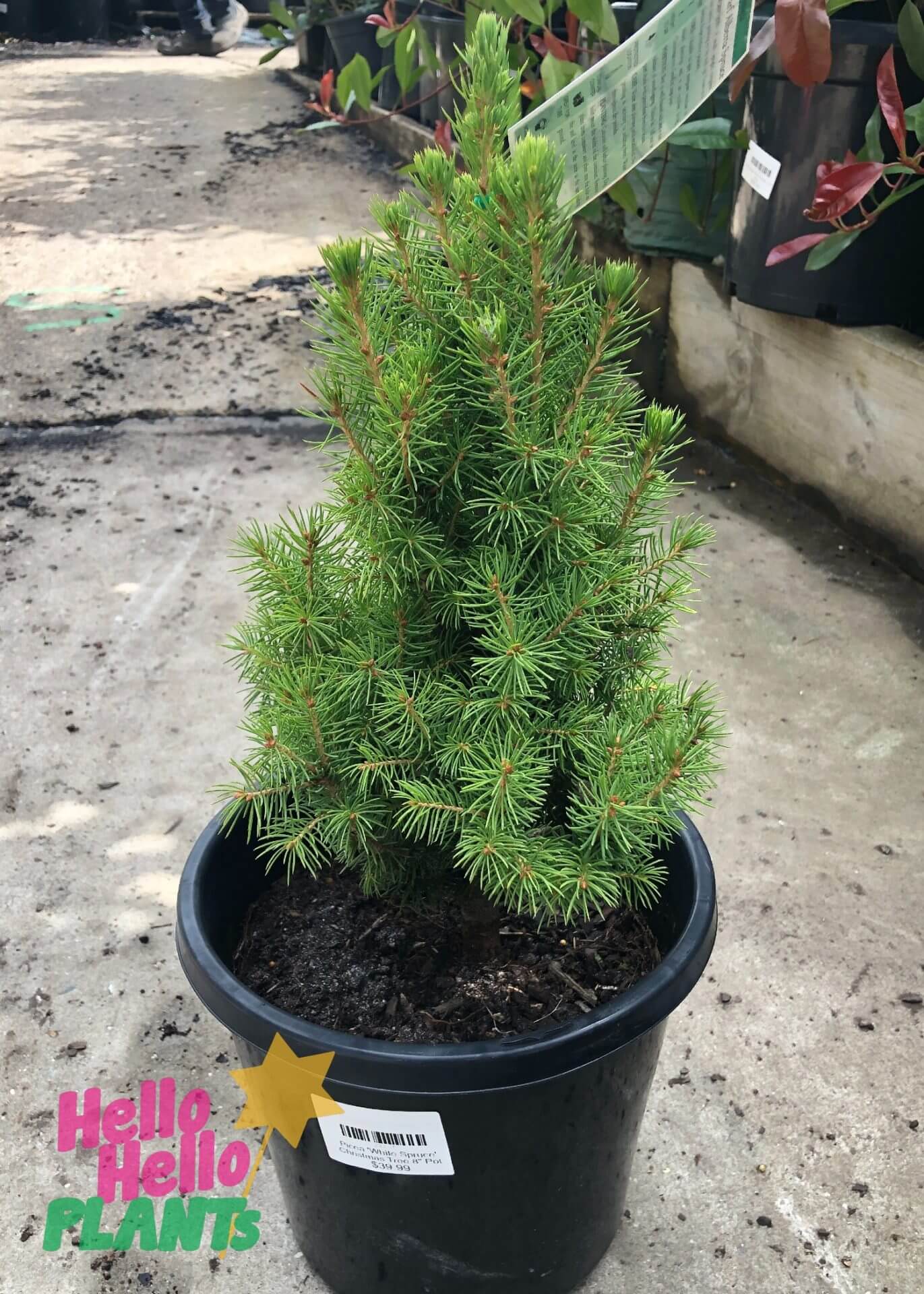 Picea 'Dwarf Alberta White Spruce' 8" Pot