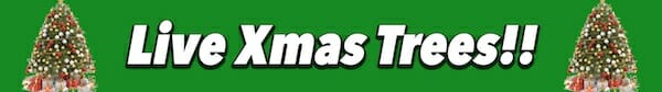 Live Xmas Trees Banner