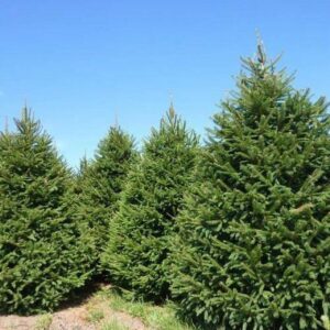 Under a clear blue sky, the captivating evergreen beauty of several Picea 'Norway Spruce' trees in 8" pots stands tall with dense foliage.