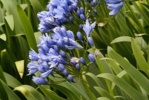 Agapanthus 'Double Delight'