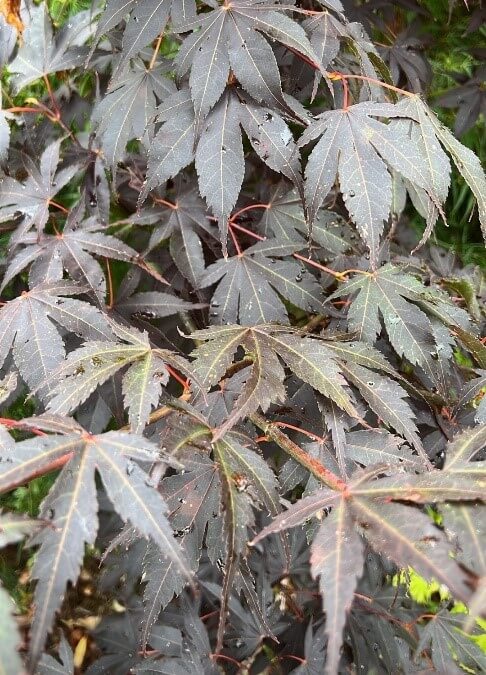 Acer 'Beni Kagami' Japanese Maple 13" Pot