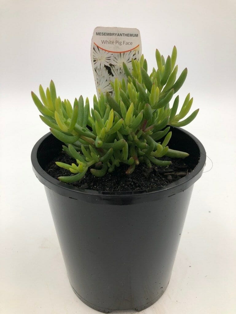 A potted plant labeled "Mesembryanthemum 'White' Pig Face 6" Pot" with green succulent leaves sits in a 6" pot, housed in a black plastic container.