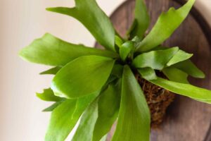 Close-up of a Platycerium 'Elkhorn' 6" Pot with broad, textured, wavy leaves that create an intriguing appearance when mounted on a wooden plaque.