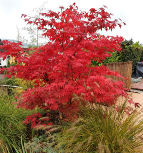 An Acer 'Osakazuki' Japanese Maple with vibrant red leaves stands in a garden, surrounded by lush green plants and grasses.