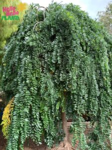 The Gleditsia 'Emerald Cascade' Weeper in a 13" pot features dense, weeping branches with glossy oval green leaves, perfect for adding elegance to outdoor gardens among other plants.