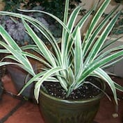 Screen Shot 2018-01-10 at 1.48.40 PM