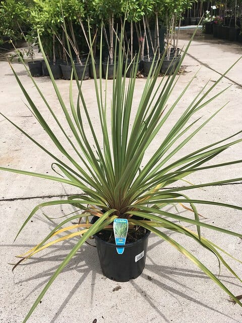A Cordyline 'Autumn' 8" Pot plant with long green leaves in a pot.
