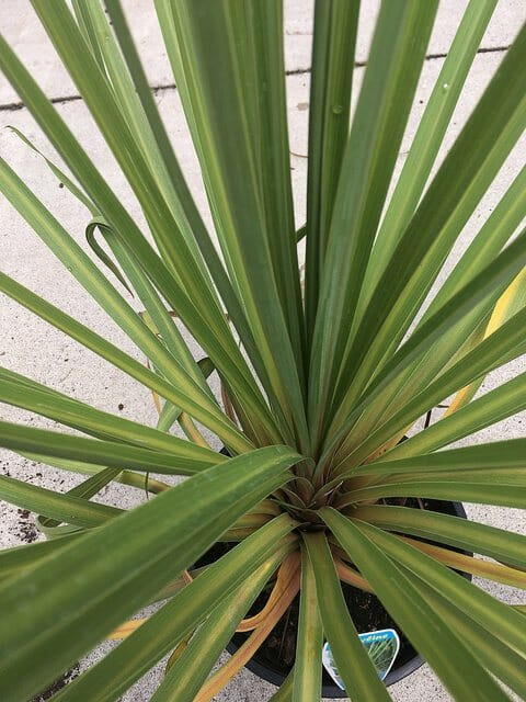A Cordyline 'Autumn' 8" Pot palm in a pot on the sidewalk.