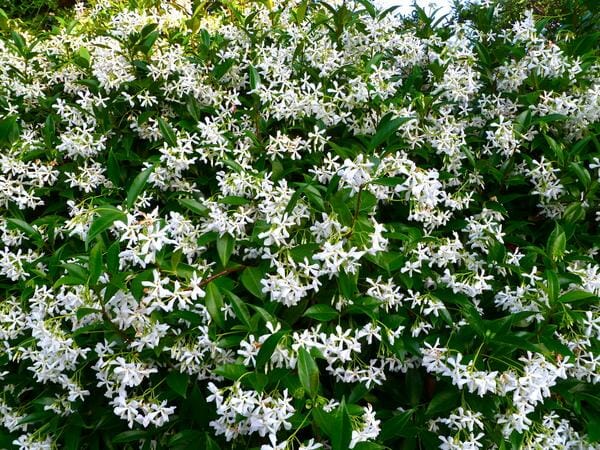 Trachelospermum 'Flat Mat™' Jasmine