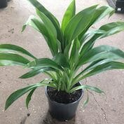 A plant in a black pot on a concrete floor.