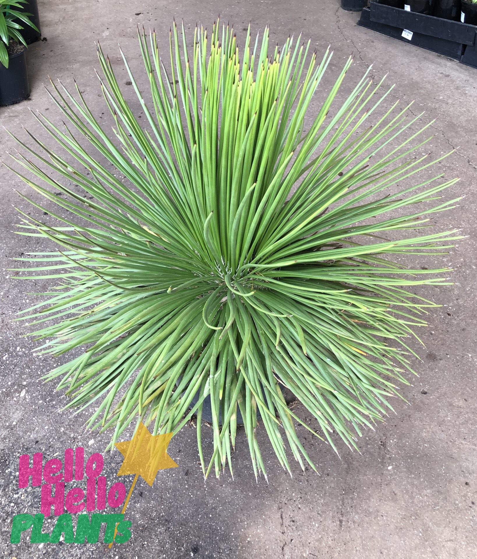 Agave 'Twin Flower Agave' 12" Pot