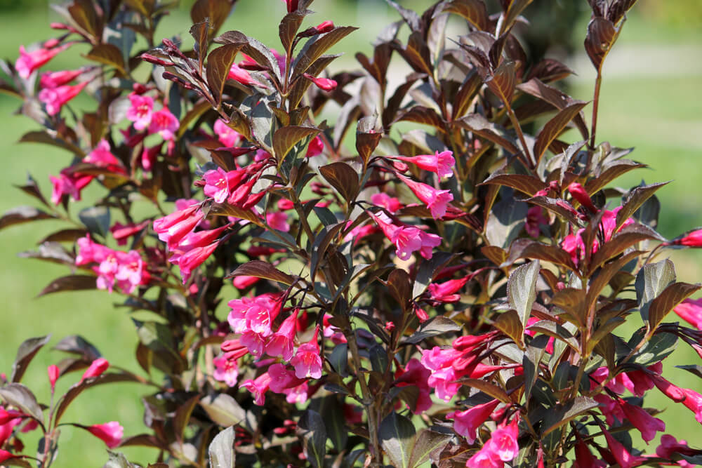 Weigela 'Variegated' 8" Pot has dark green and purple leaves with many bright pink, trumpet-shaped flowers flowering in sunlight.