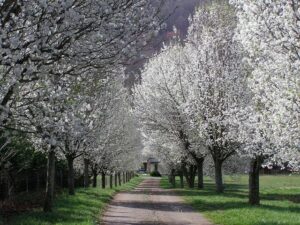 A sunlit path lined with blossoming Pyrus 'Bradford' Ornamental Pear trees leads to a small building in the distance.