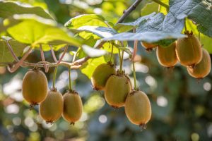 Actinidia Kiwi Fruit (Male) 6" Pot