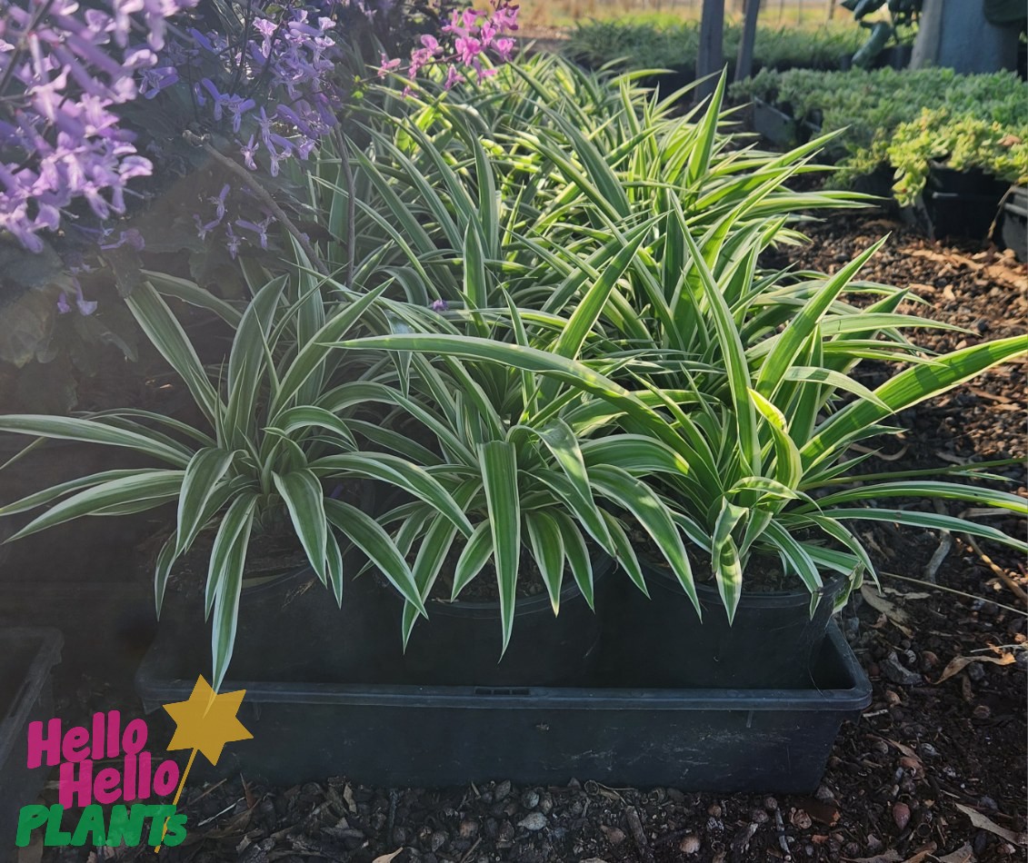 At the garden center, the Chlorophytum 'Spider Plant' in 6" pots highlights its striking green and white striped leaves, with purple flowers blooming gracefully in the background.
