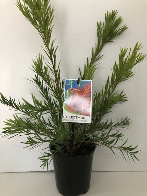 A Callistemon 'Dawson River Weeper' 6" Pot in a black 6" pot with a label hanging on one of its branches, set against a white background.