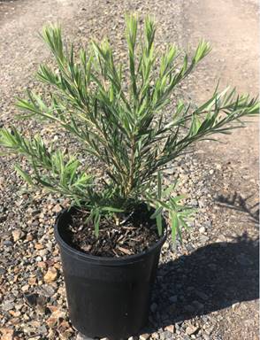 Callistemon 'Dawson River Weeper' 6" Pot
