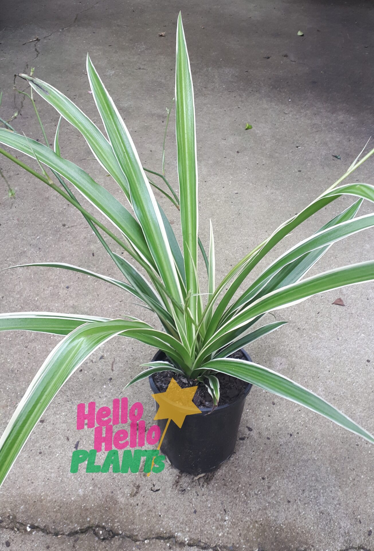 Chlorophytum 'Spider Plant' 6" Pot