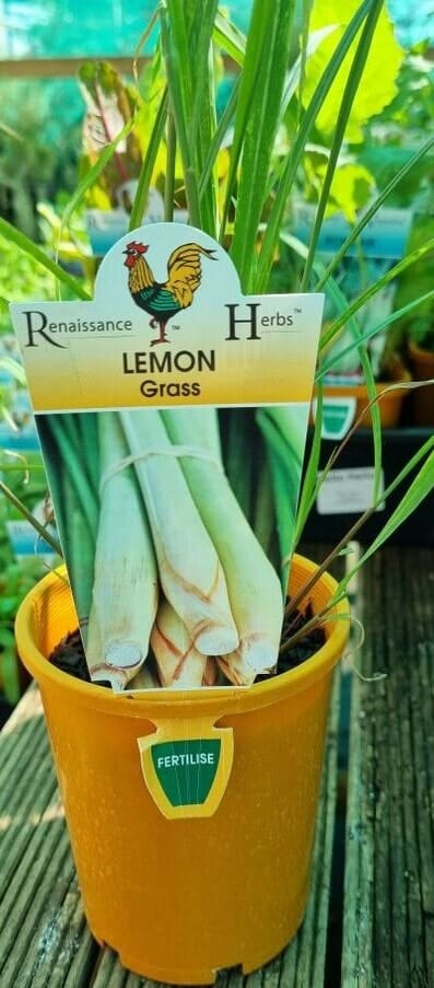 Lemongrass 4" Pot