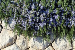 Rosmarinus 'Prostrate' Rosemary 6" Pot