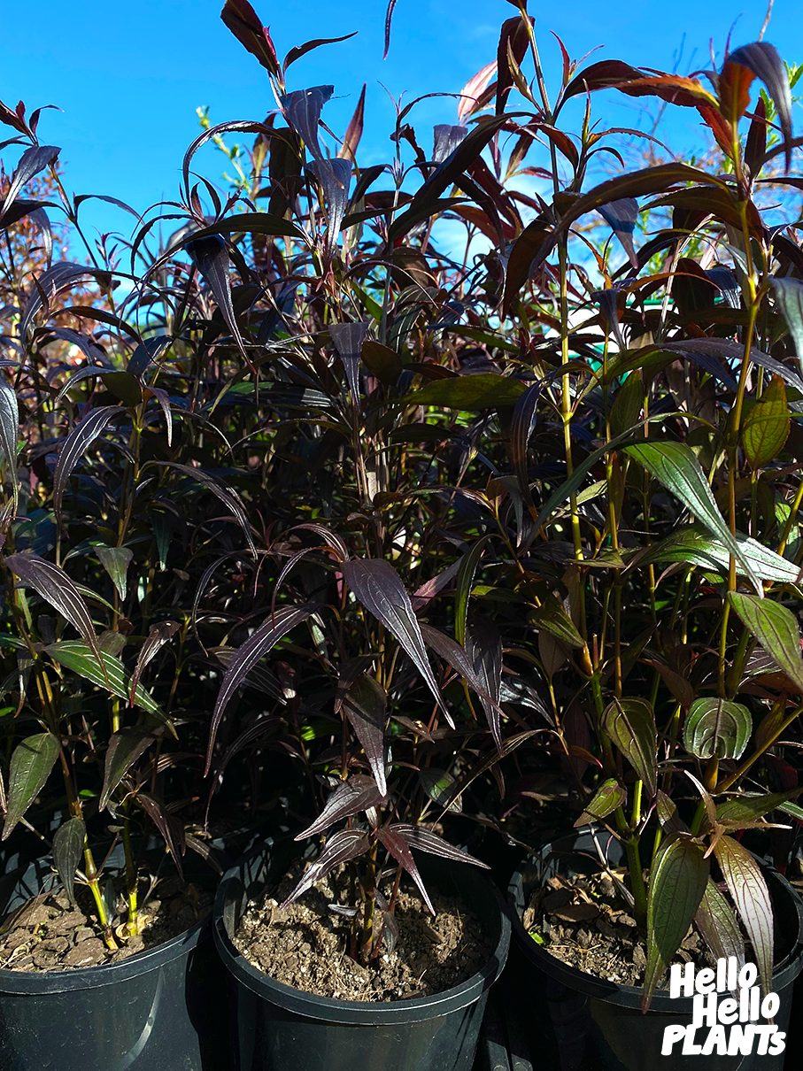 Strobilanthes 'Goldfussia' 8" Pot