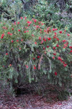 A Callistemon 'Packers Selection' 6" Pot with red flowers growing in a natural habitat.