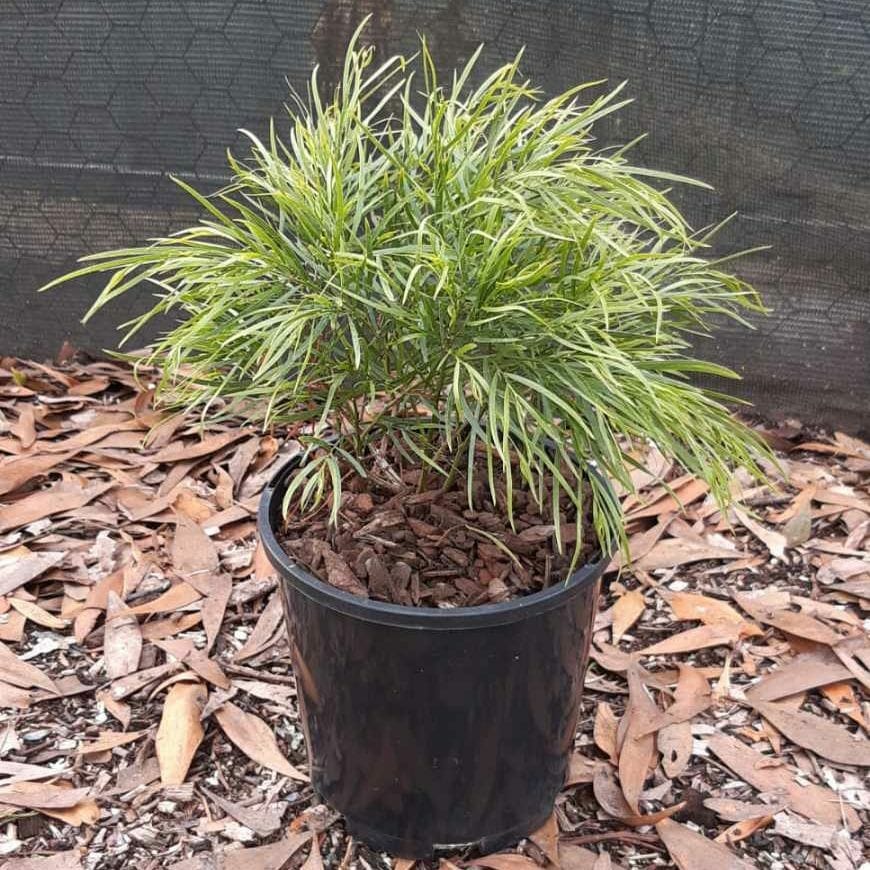 A potted Acacia 'Mini Cog' 6" Pot with long, thin green leaves placed on a ground covered with brown, dried leaves against a dark netted background.