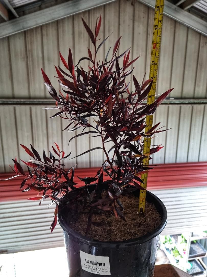 Agonis 'After Dark' 8" Pot
