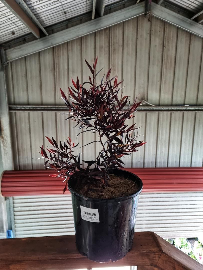 Agonis 'After Dark' 8" Pot