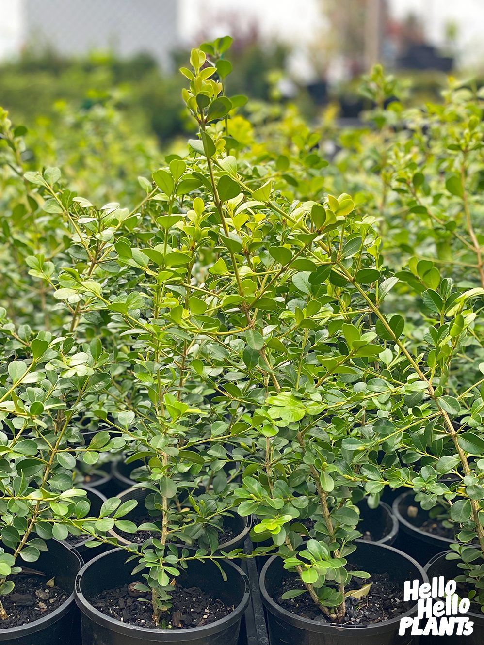 Buxus 'Japanese Box' 6" Pot
