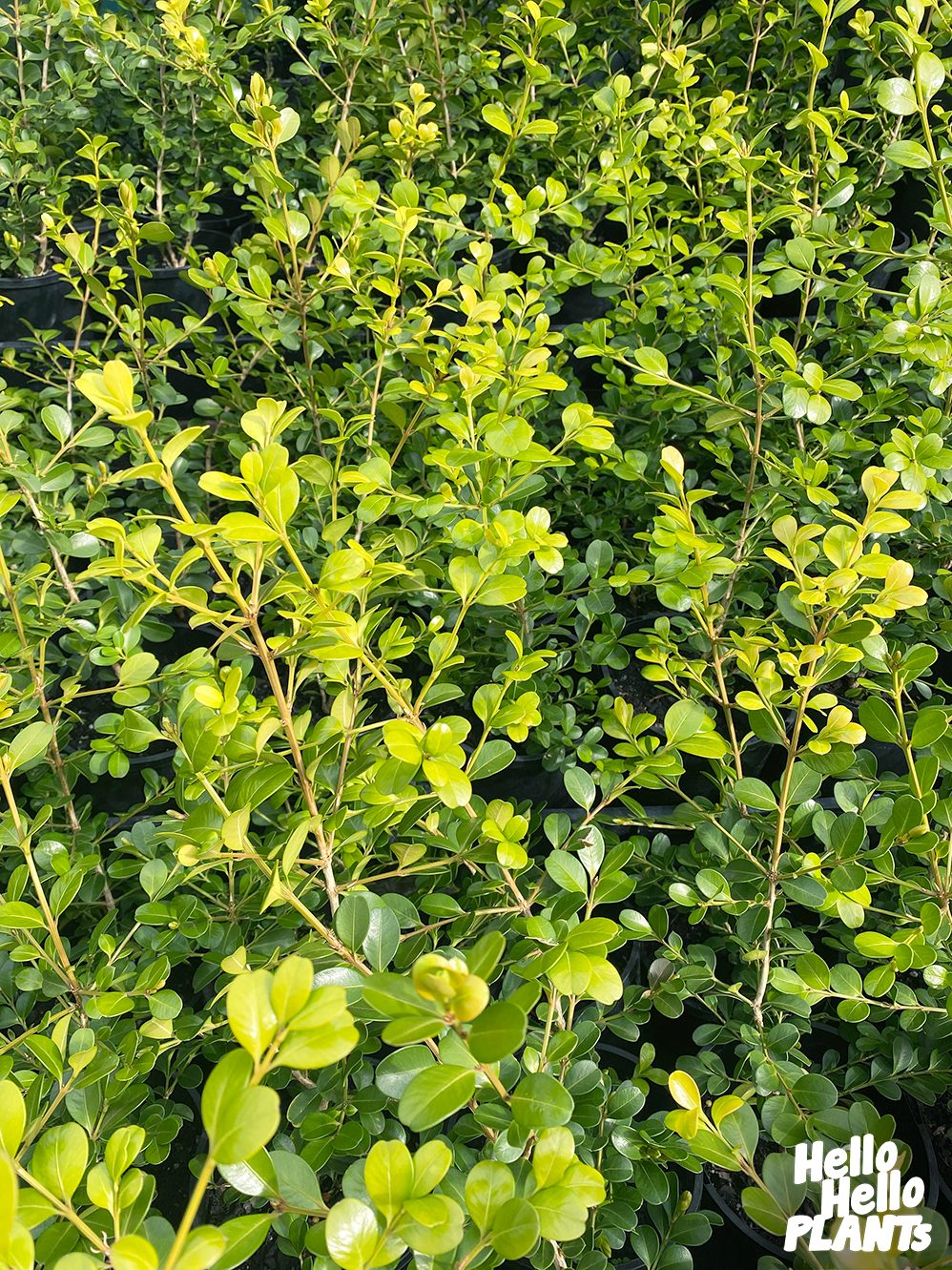 Buxus 'Japanese Box' 6" Pot