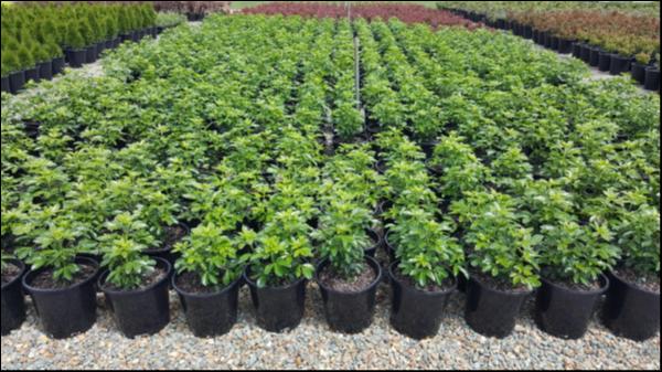 Rows of small green plants in 10" pots, featuring the vibrant Choisya 'Mexican Orange Blossom,' are arranged neatly on a gravel surface in this nursery setting.