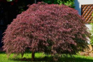 An Acer 'Inaba Shidare' Japanese Maple with dense, reddish-purple foliage stands in a sunlit garden.