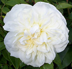 Close-up of a Rose 'Lamarque' Climber in full bloom, beautifully contrasting with the lush green foliage.