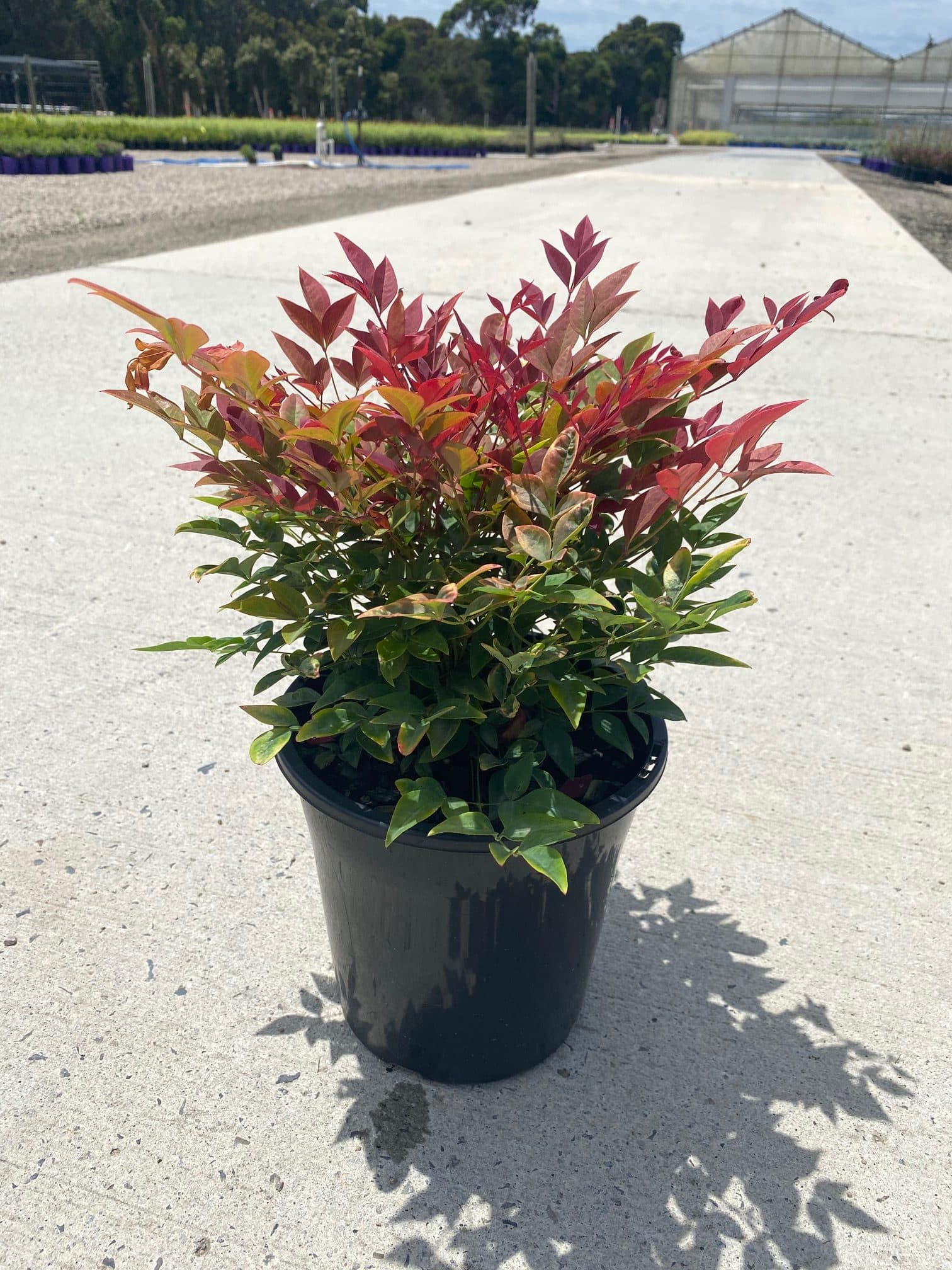 A Nandina 'Obsession™' 8" Pot with vivid green and red leaves sits on a concrete path outdoors, its colorful foliage standing out while a greenhouse is visible in the background.